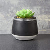 Succulent in a Ceramic Pot - Love Roobarb